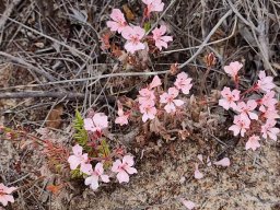 Pelargonium pinnatum broad petals